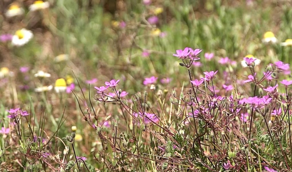 Badania naukowców potwierdzają, że w walce z wirusami skuteczne są ekstrakty roślinne. Mogą chronić także przed koronawirusem [DEPESZA]