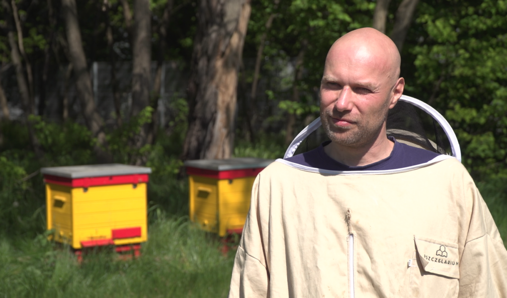 Przybywa pasiek na dachach galerii i biurowców. Pszczołom w miastach nie zagrażają pestycydy